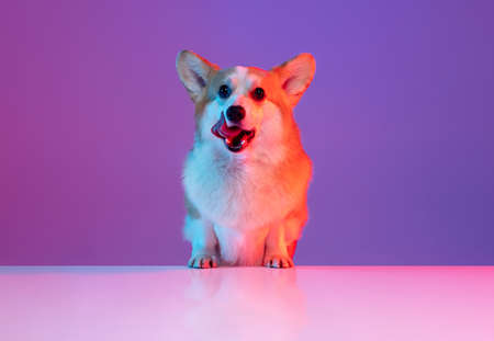 Nice funny corgi dog licks its muzzle posing isolated on purple studio background in pink neon...