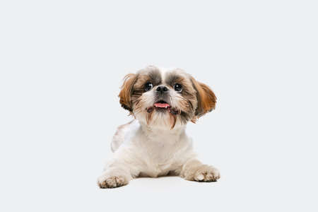 Portrait of cute joyful Shih Tzu dog lying on floor and looking upwards isolated over white studio background.の写真素材