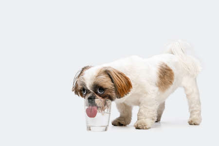One cute little Shih Tzu dog drinking water from glass isolated over white studio background. Copyspace for ad.の写真素材