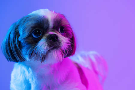 Close-up portrait of cute little Shih Tzu dog looking away isolated over purple neon background.の写真素材