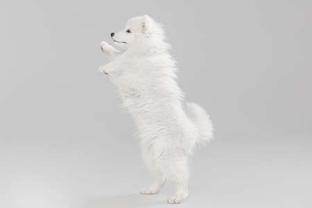 Portrait of smart beautiful Samoyed dog, puppy in motion isolated on white studio background. Side viewの写真素材