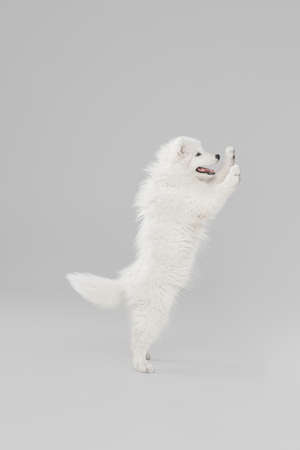 Portrait of smart beautiful Samoyed dog, puppy in motion isolated on grey studio background. Side...