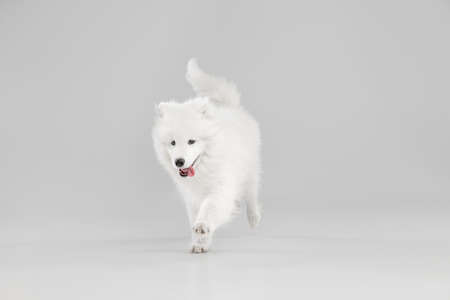 Portrait of smart beautiful Samoyed dog, puppy posing isolated on grey studio backgroundの写真素材