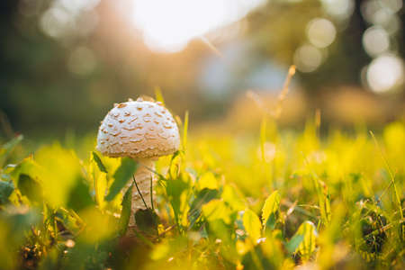 Nature aesthetics. Sunny image of small mushroom in grass. Warm summer dayの写真素材
