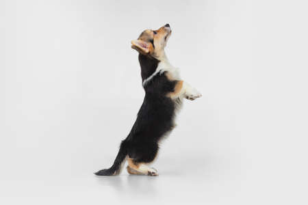 Portrait of cute beautiful corgi dog jumping isolated on white background. Side viewの写真素材