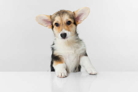 Close-up Corgi dog posing isolated over white background.