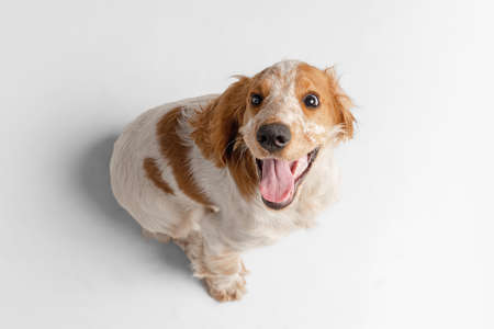 Cute smiling Cocker Spaniel dog looking upwards isolated over white background. Top viewの写真素材