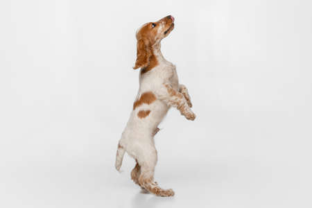 Side view portrait of cute polite Cocker Spaniel dog standing on hind legs isolated over white background.の写真素材
