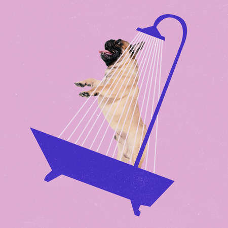 Contemporary art collage of cute, funny pug standing under shower, bathing isolated over pink...