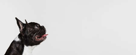 Portrait of cute beautiful puppy, French Bulldog calmly sitting, posing and looking up isolated over white background. Flyerの写真素材