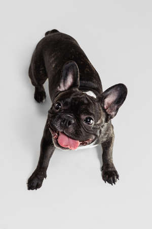 Portrait of cute, beautiful, playful French Bulldog cheerfully posing isolated over white backgroundの写真素材