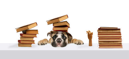 Creative collage. Cute looking funny dog sitting at the table with many books isolated over white background. Education, studying. Concept of domestic animals, pets, fun, creativity, funの写真素材