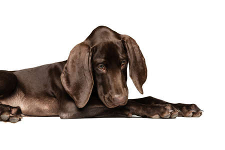 Studio shot of beautiful, purebred dog, weimaraner posing isolated over white background. Looking cute. Concept of movement, pets love, animal life, beauty, dogshow. Copy space for adの写真素材