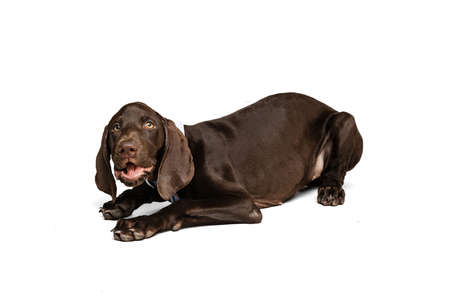 Studio shot of beautiful, purebred dog, weimaraner posing, lying on floor and barking isolated over white background. Concept of movement, pets love, animal life, beauty, dogshow. Copy space for adの写真素材