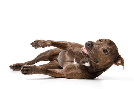 Studio shot of beautiful, purebred dog, american pit bull terrier, lying on floor, playing isolated on white background. Concept of movement, pets love, animal life, beauty, dogshow. Copy space for adの写真素材