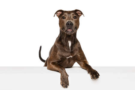 Studio shot of beautiful, purebred dog, american pit bull terrier, posing isolated on white background. Attentive look. Concept of movement, pets love, animal life, beauty, dogshow. Copy space for adの写真素材