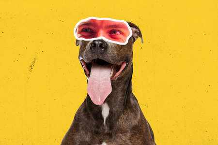 Contemporary art collage. Cheerful purebred dog with male eyes element expressing excitement and...