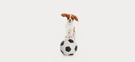 Portrait of cute dog of Cavalier King Charles Spaniel playing with football ball isolated over white studio background. Concept of motion, beauty, vet, breed, pets, animal life. Copy space for adの写真素材