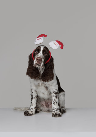 Portrait of purebred english springer spaniel dog in cute christmas accessories on head isolated...