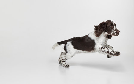 Portrait of purebred english springer spaniel dog running isolated over grey background. Playful active doggy. Concept of motion, domestic pets, animal life. Copy space for adの写真素材