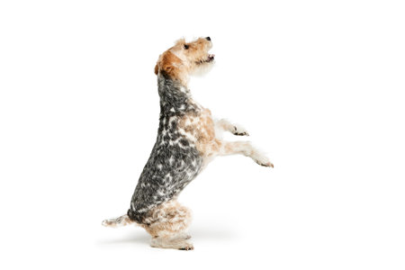 Studio shot of beautiful purebred Fox terrier dog posing isolated over white background. Sitting on...