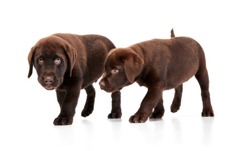 Portrait of two cute dogs, Labrador puppies isolated over white studio background. Friends. Concept of motion, beauty, vet, breed, pets, animal life. Copy space for adの写真素材