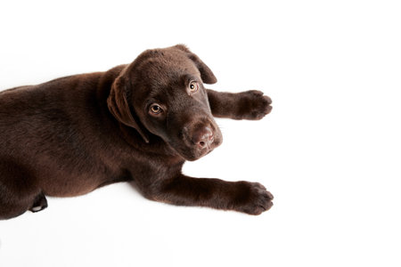 Portrait of cute dog, Labrador puppy lying on floor and looking upwards isolated over white studio background. Concept of motion, beauty, vet, breed, pets, animal life. Copy space for adの写真素材