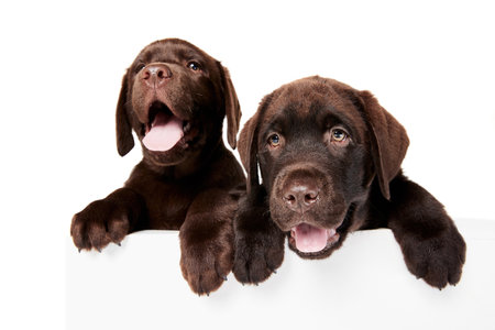 Portrait of cute dog, Labrador puppy isolated over white studio background. Curious doggies. Concept...