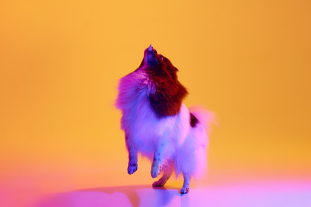 Studio shot of adorable groomed fluffy Pomeranian Spitz dog posing over colored background in neon light. Concept of animal health, beauty, vet, ad. Pet looks delighted, happyの写真素材