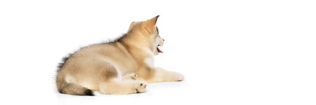 Back view of small dog, cute beautiful Malamute puppy posing isolated over white background. Pet...
