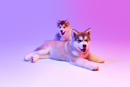 Two beautiful cute puppies of Malamute dog lying on floor over lilac color background in neon light filter. Beauty, friends, love, care and animal health concept. Pet looks groomedの写真素材