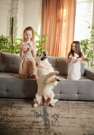 Little school age girl playing with beloved pet, golden retriver at home interior, inddors. Children...