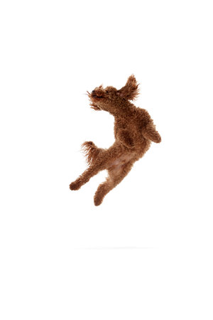 Flight. Dynamic portrait of active playful red-brown Poodle dog jumping and flying over white...