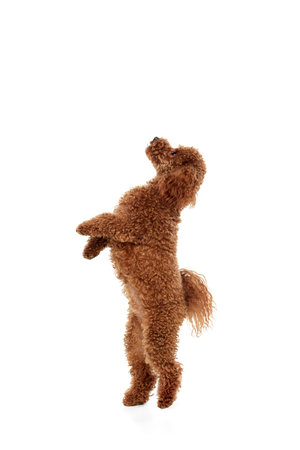Cute red-brown poodle dog posing over white studio background. Pet looks happy, healthy and groomed. Concept of animal care, vet, fashion, active lifestyle. Copy space for adの写真素材