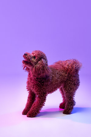 Portrait of charming brown Poodle dog standing and looking up over purple background in neon light filter. Fashion, beauty, health and vet, ad. Looks happy, groomedの写真素材