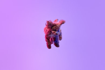 Dynamic portrait of active playful red-brown Poodle dog jumping and flying over purple background in neon light filter. Concept of fashion, beauty, health and motion. Pet having funの写真素材