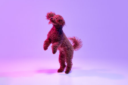 Dynamic portrait of active playful red-brown Poodle dog jumping and flying over purple background in neon light filter. Concept of fashion, beauty, health and motion. Pet having funの写真素材