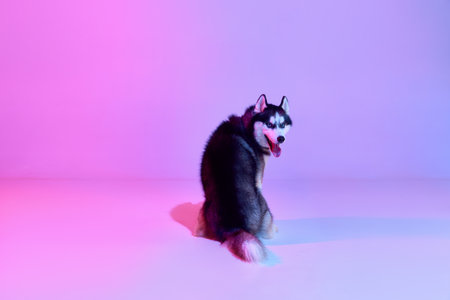 Black and white groomed puppy of Husky dog sitting his back to camera isolated on gradient pink purple background in neon light. Concept of animal, care, health and beautyの写真素材