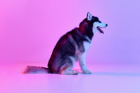 Profile view of groomed puppy of Husky dog sitting on floor and looking at side isolated on pink-purle background in neon light. Pet looks groomed. Concept of animal, care, health and beautyの写真素材