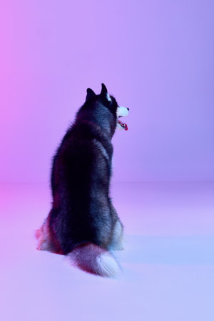 Black and white groomed puppy of Husky dog sitting his back to camera isolated on gradient pink purple background in neon light. Concept of animal, care, health and beautyの写真素材