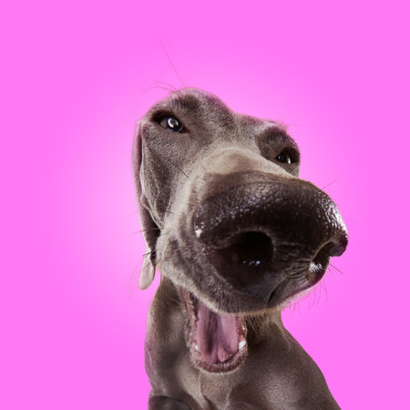Big nose of cute pet. Portrait of funny smiling dog Weimaraner with brown fur and open mouth over pink studio background. Close up. Friend, love, care, animal health, ad conceptの写真素材