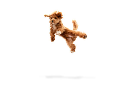 Levitating dog. Portrait with funny animal with red fur and fluffy paws jumping isolated over white studio background. Pet looks healthy and happy. Friend, love, care and animal health conceptの写真素材