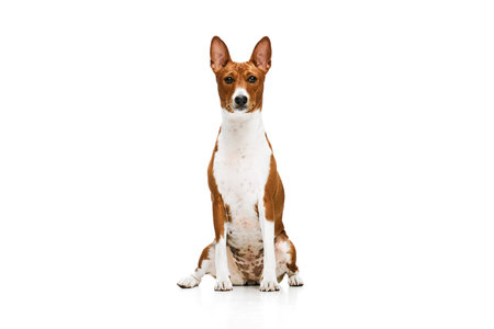 Studio shot of white-red purebred Basenji dog posing isolated over white background. Concept of animal care, fashion and ad. Charming pet looks happy and healthyの写真素材