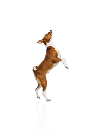 Playful, friendly, determined and courageous Basenji dog having fun over white studio background. Concept of animal care, fashion and ad. Pet looks groomed and healthyの写真素材