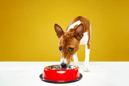 Small cute Basenji dog with white-brown fur standing near dogs bowl and lapp up water isolated over yellow background. Concept of care, animal life, health, vet, breedの写真素材