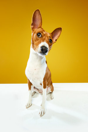 Wide angle view shot. Funny Basenji dog with red-white color fur looking at camera over yellow color studio background Friend, love, care, animal health, ad conceptの写真素材