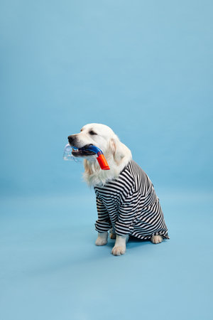 Happy, purebred dog, golden retriever wearing striped shirt, calmly sitting against blue studio background. Summer vacation. Concept of animal, fashion, dogs clothing, fun, humor, care, vet, styleの写真素材