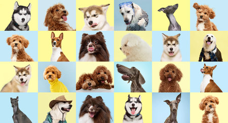 Collage made of photos with different dogs over pastel yellow and blue backgrounds. Concept of friendship, pets love, animal life.の写真素材