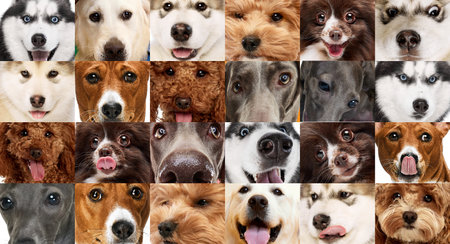 Eyes, nouse, tongue. Collage made of close up shoots of different dogs faces. Concept of friendship, pets love, animal life.の写真素材