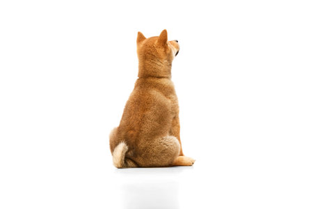 Back view of beautiful Shiba Inu puppy lying on floor isolated over white studio background. Pet looks healthy and groomed. Concept of care, love, animal life. Copy space for adの写真素材